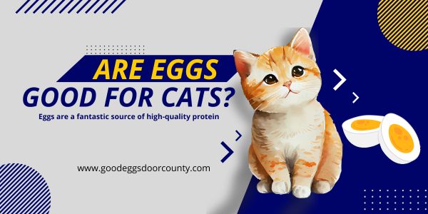Are Eggs Good for Cats?