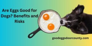 Are Eggs Good for Dogs Benefits and Risks